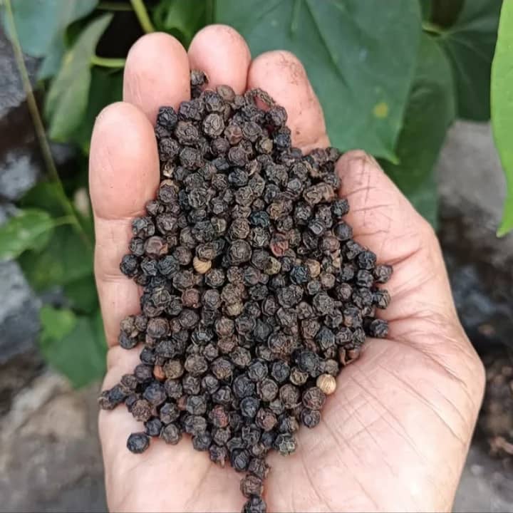 Black Pepper for sale