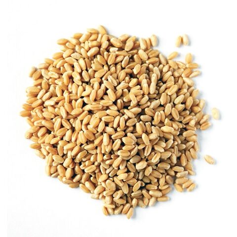 Dried Wheat Grain