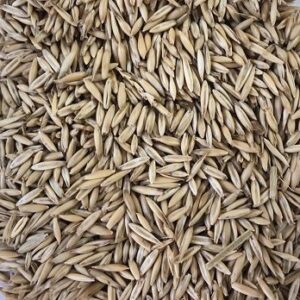 Oat Grain