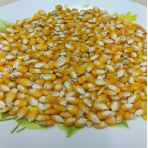 Yellow Corn